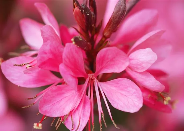 Prachtkerze - Einpflanzen im Garten Prachtkerze - Einpflanzen im Garten